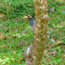 Bird of Koh Chang